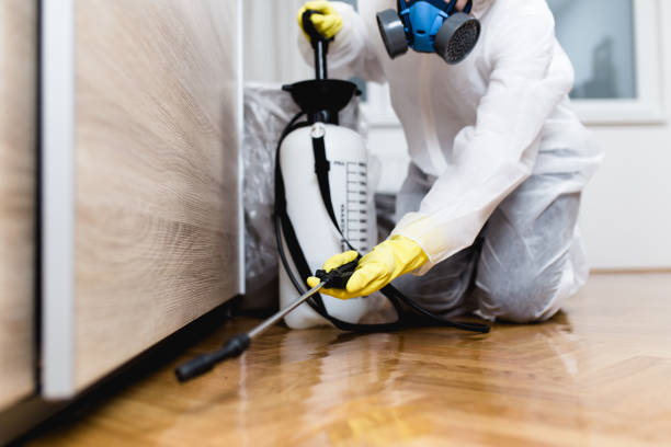 Wasp Removal Services in Marathon, FL