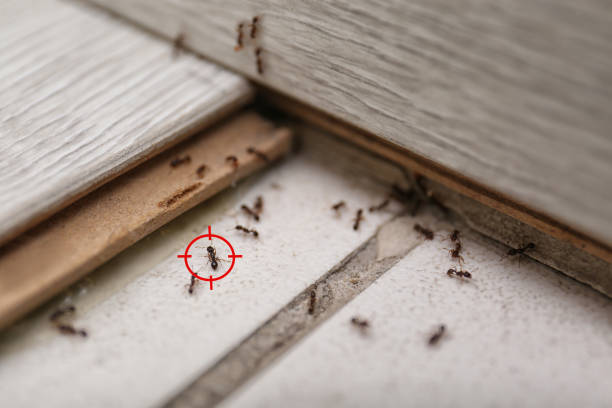 Best Pest Prevention Services  in Marathon, FL
