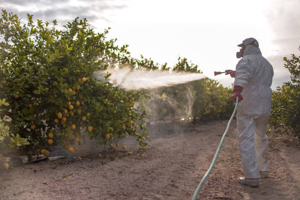 Best Ant Control Services  in Marathon, FL